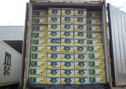 Inspeccion Banano INTERSOCEX 2012 (26)